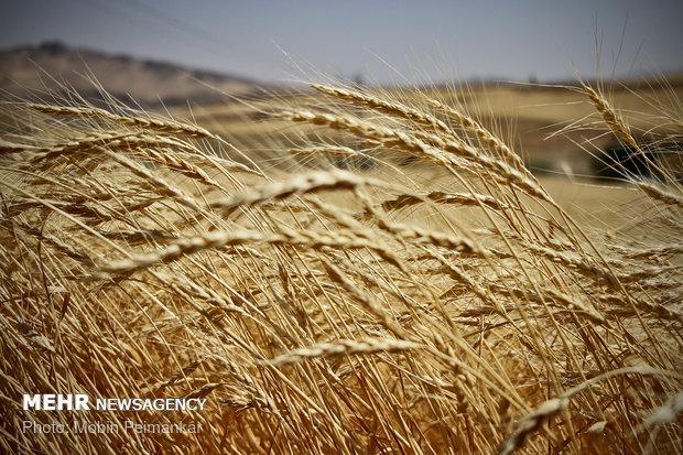 فراوری گندم گلستان در سال 98 به بیش از یک میلیون تن خواهد رسید