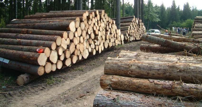 برداشت چوب از جنگل های ثبت جهانی ممنوع شد