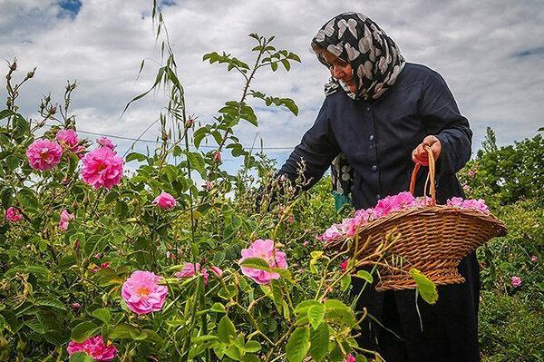 آغاز برداشت گل محمدی در خراسان جنوبی شروع برداشت گل محمدی در خراسان جنوبی