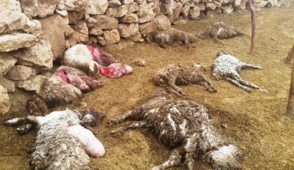 خبرنگاران گرگ در ایذه 12 راس گوسفند را درید