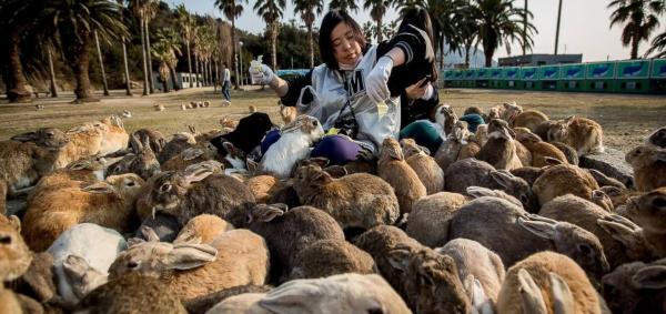 جزیره ژاپنی سلاح های شیمیایی، در تصرف خرگوش ها